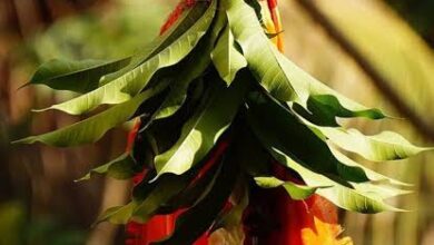 GUDI padwa wishes