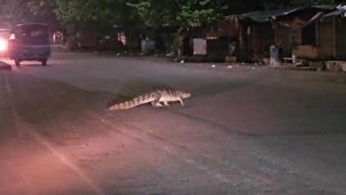 Crocodile On Road