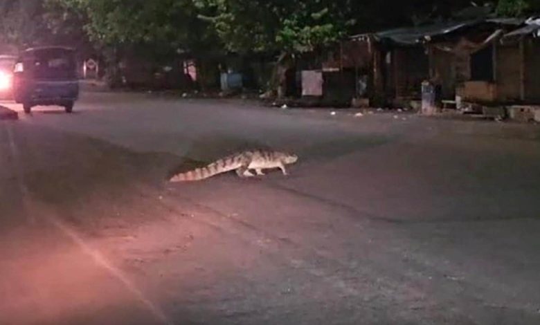 Crocodile On Road