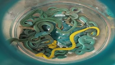 Mumbai Airport News : Smuggling of rare snakes and turtles exposed at Mumbai Airport